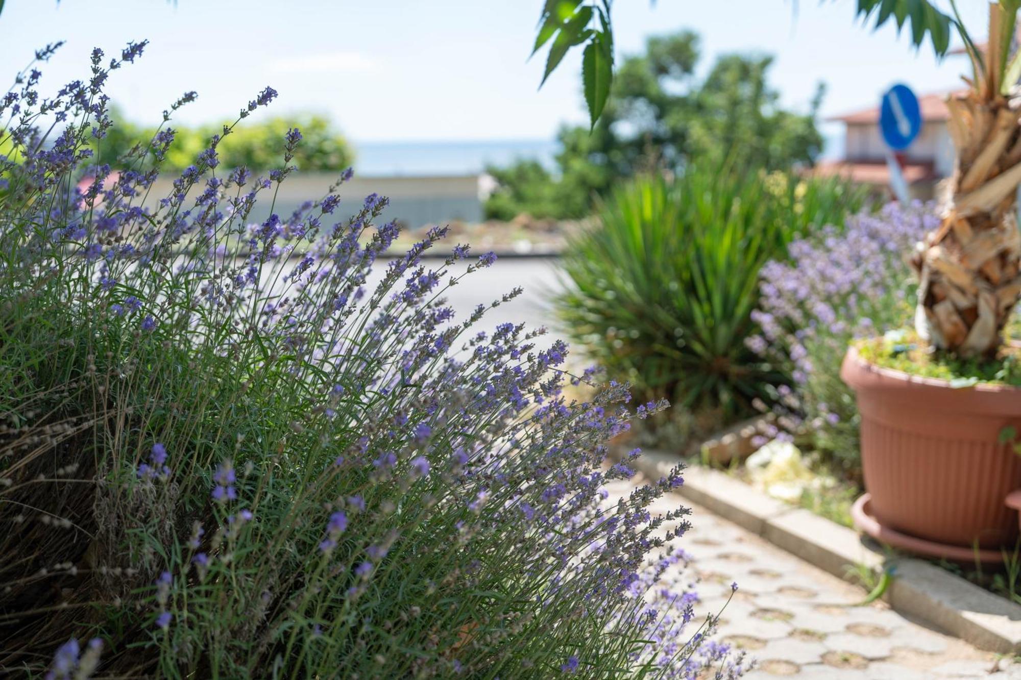 Hotel Sea Vista Sveti Vlas Ngoại thất bức ảnh